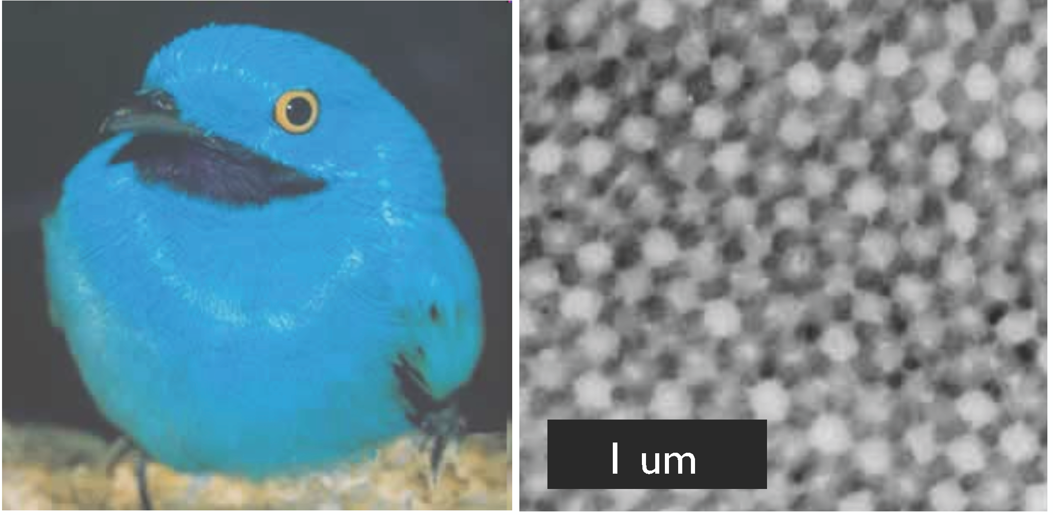 Structural colour in a bird